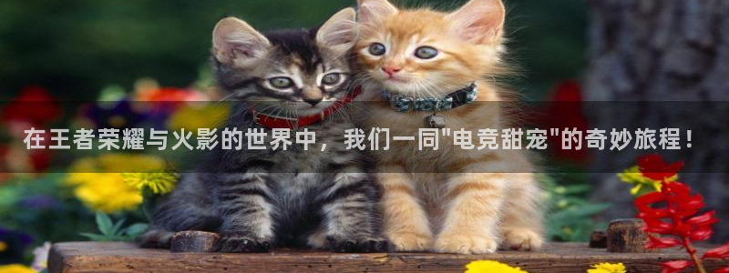 威客电竞吧官网安卓版：在王者荣耀与火影的世界中，我们一同\