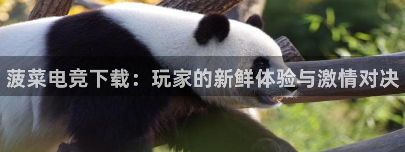 vkgame威客电竞：菠菜电竞下载：玩家的新鲜体验与激情对决